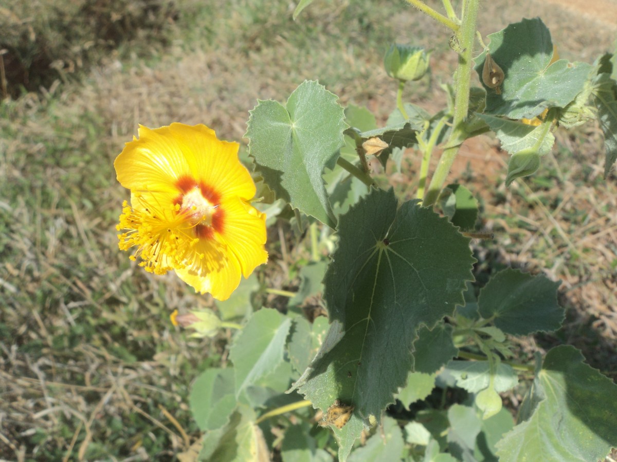 Abutilon hirtum (Lam.) Sweet